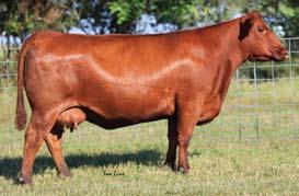 Unbelievable Opportunity 47 Red Six Mile Countess 105Y - Full Sibling Pregnant ET Recipient PROJECTED PEDIGREE & EPDS RED PERKS ADVANCE 121R OSF RED PIE BILLINGS 487 OSF RED PIE RAMBO S PRIDE 0289