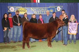 National Champion Female at Denver 2012 - Red Six Mile Countess 105Y. Countess won numerous heifer calf championships throughout the summer of 2011.
