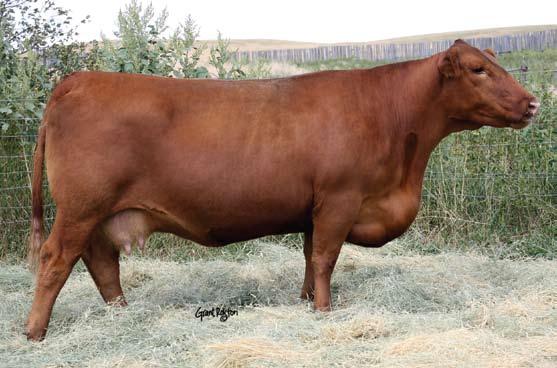 Red Angus Embryos Red RMJ Redman 1T Sire of Lot 49 Embryos PATSY 256P Red Six Mile Aviation $27,000 son fo Patsy 256P 48 3 Exportable Number 1 Embryos RED SIX MILE PATSY 256P X RED BIEBER DSIGN