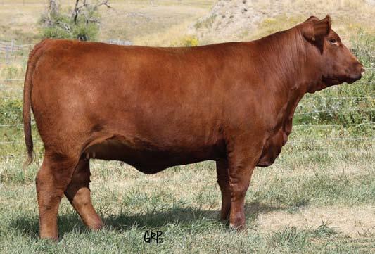 Guest Consignor - Triple Play Cattle We are excited to once again have the opportunity to guest consign to the Focused on Female s sale and to work with the Six Mile crew!