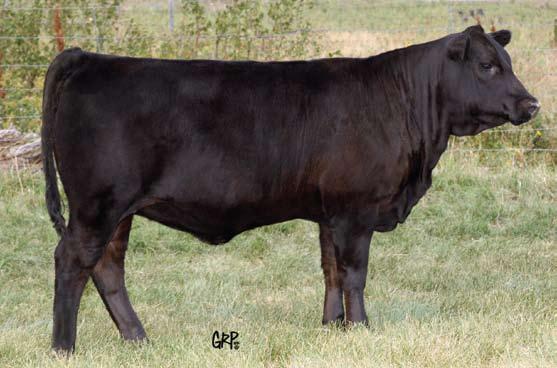 Black Beauties Connealy Impression Sire of Lot 54 81Z Duchess has all the splash and style you could want in a heifer calf. Her dam, 415S always gets it done for us.