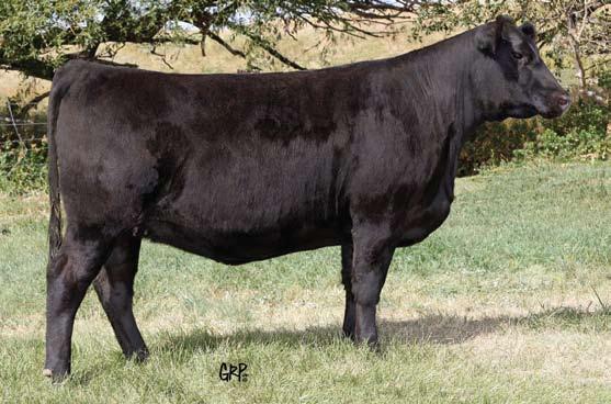 Feature Bred Heifers 349Y S A V Preference 9184 Sire of Lots 56, 57 & 63 Proven performance and pedigree all rolled into one outstanding female.