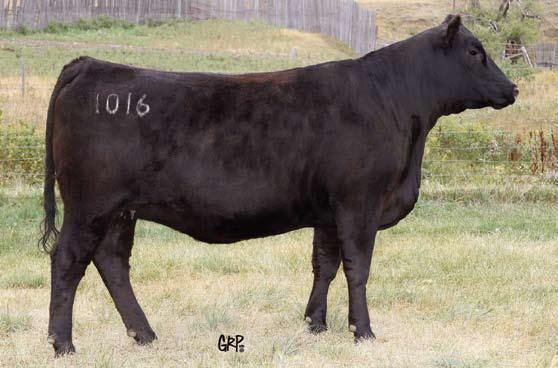 Focused On Females Sale Soo Line Motive 9016 Service Sire to Breed Creek Heifers Bred AI April 29 to Soo Line Motive 9016 Exposed May 8 to August 18 Six Mile Trademark 9X Due mid February to Six Mile