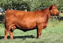 lbs. 769 lbs. 965 lbs. 3.8 66 106 29 62 0.11 0.26 Truly a powerhouse producer. What can we say about this herd building female that her picture does not show.