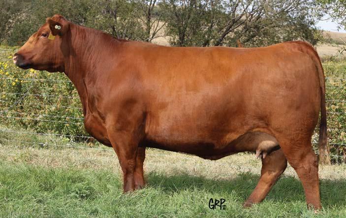 On her second attempt at motherhood, she raised a bull calf, Red Six Mile Outlaw 290X, who was a high seller in our 2011 Bull Sale to Triple X Red Angus, AB.