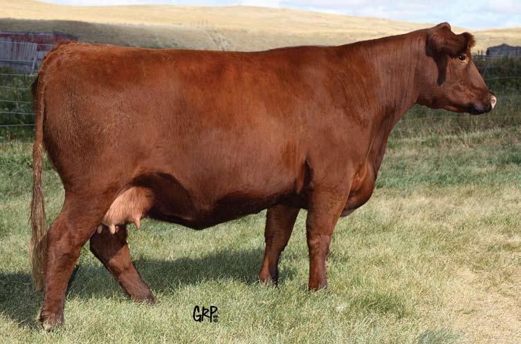 796E RED SIX MILE ENID 337J RED DUMELIE ENID 282C 78 lbs. 573 lbs. 892 lbs. -0.9 54 82 14 41 0.08 0.28 Enid 878W is a deep red, moderate framed, beautiful daughter of Timberlake.