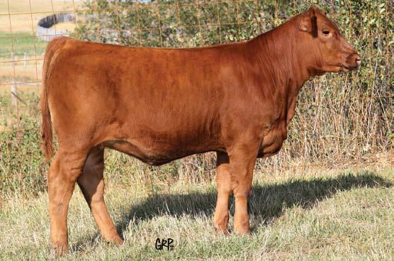 Feature Dam or Daughter Choice 182Z 7 Red Six Mile Lady Zena 182Z 1675295 SIXM 182Z 03/03/2012 RED SIX MILE AVIATOR 217P OSF RED SIX MILE SAKIC 832S OSF MAF RED SIX MILE SIERA 257P OSF RED SIX MILE