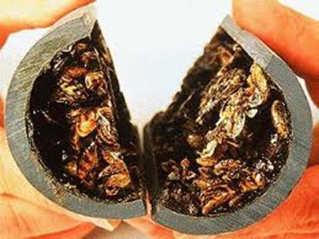 Economic Impact: Industrial It has been estimated mussel management costs the Great Lakes region around $500 million