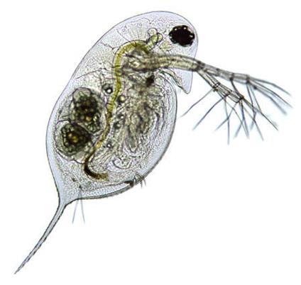 Ecological Impact: Species Loss Consume phyto/zooplankton at environmentally unsustainable levels, taking away the most vital food source for aquatic environments Quagga are bioaccumualtors: