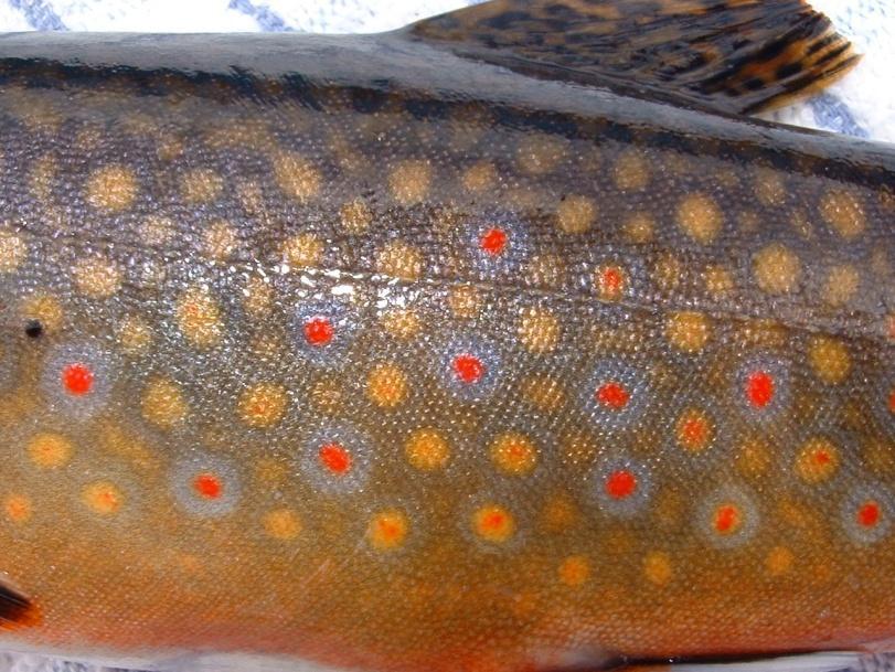 brook trout.