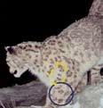 Programme 4: Research & Monitoring SLC-India Trust along with California based SLC-US, with support from the Wildlife Department of J&K, Leh, conducted the first Snow Leopard Census in the world in