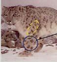 Studies analyse contents of snow leopard scats for their percentage of livestock versus wild animal content Conclusion Although livestock depredation cannot be completely eliminated, the percentage