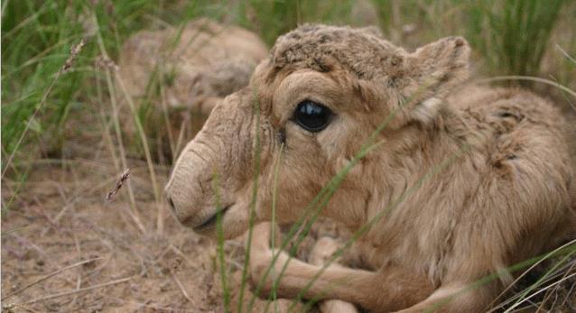 Small body: At just 70 cm tall or smaller, saiga females only weigh about 28 kg, and males weigh about 41 kg. Athletic legs: The small, athletic legs of the saiga help them run up to 80 km/hr.