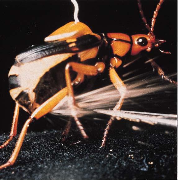 Assassin bug Bombardier beetle spray The assassin bug s beak makes it deadly.