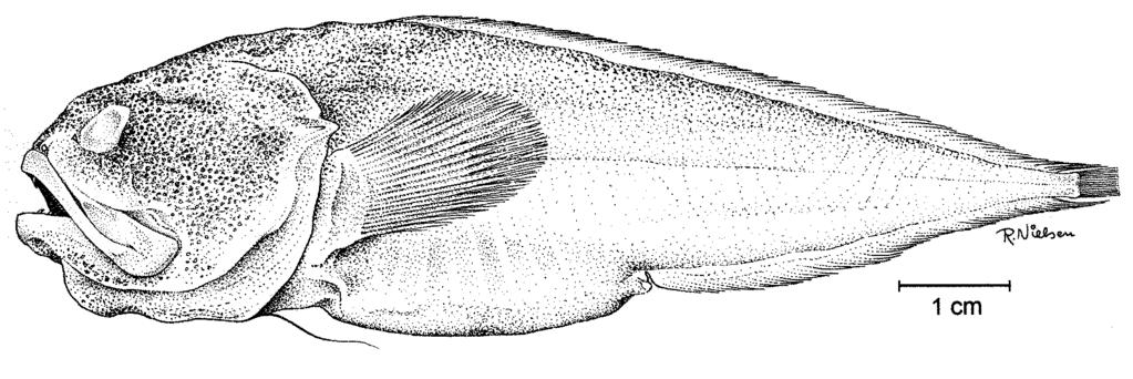 124 FAO Species Catalogue Vol. 18 Melodichthys Nielsen and Cohen, 1986 Type species: Melodichthys hadrocephalus Nielsen and Cohen, 1986 by original designation. Number of recognized species: 2. Fig.