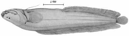Ophidiiform Fishes of the World 127 Number of recognized species: 2. Fig.