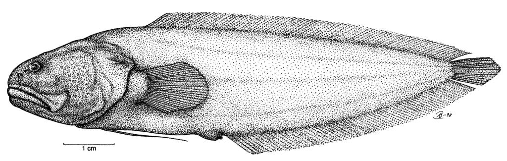 Ophidiiform Fishes of the World 129 Number of recognized species: 1. Fig.