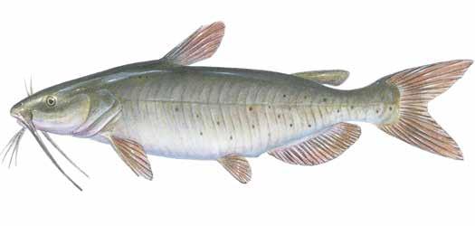 Channel Catfish Ictalurus punctatus A warm-water fish native to Ontario. Looks similar to Brown Bullhead.