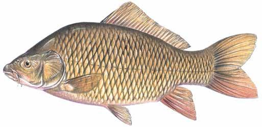Common Carp Cyprinus carpio A warm-water fish introduced to Ontario. Looks similar to Freshwater Drum. Partially scaled cheek and gill cover 30-75 centimetres (12-30 inches) 2.25 4.