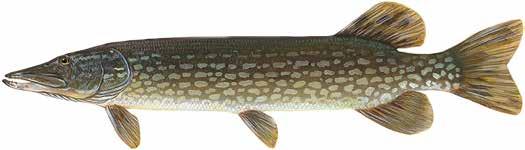 Northern Pike Esox lucius A cool-water fish native to Ontario. Also known as pike, northern, or jackfish.
