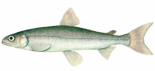 Rainbow Smelt Osmerus mordax A cold-water fish native to Ontario. Tongue has prominent teeth Slender and cylindrical body Silvery pale green back 7.5-25 centimetres (3-10 inches) 0.2 kilograms (0.