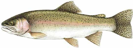 Rainbow Trout Oncorhynchus mykiss A cold-water fish that was introduced and naturalized in Ontario. pink lateral stripe 20-60 centimetres (8-24 inches) 0.5-6.