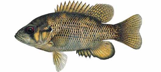 Rock Bass Ambloplites rupestris A cool-water fish native to Ontario.Also known as sunfish, redeye, or rock perch.