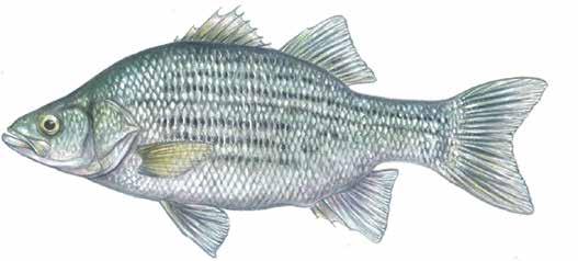 White Bass Morone chrysops A warm-water fish native to Ontario. Also known as Silver Bass.