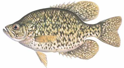 Black Crappie Promoxis negromaculatus A cool-water fish native to Ontario. Silver with blue or green iridescence 18-25 centimetres (7-10 inches) 0.23-0.45 kilograms (0.
