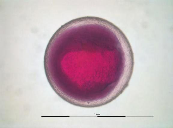 Early Embryo Figure D-5.