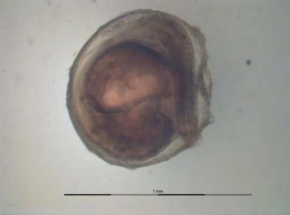 Late Embryo Figure D-6.