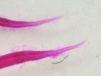 fin Close up of gut