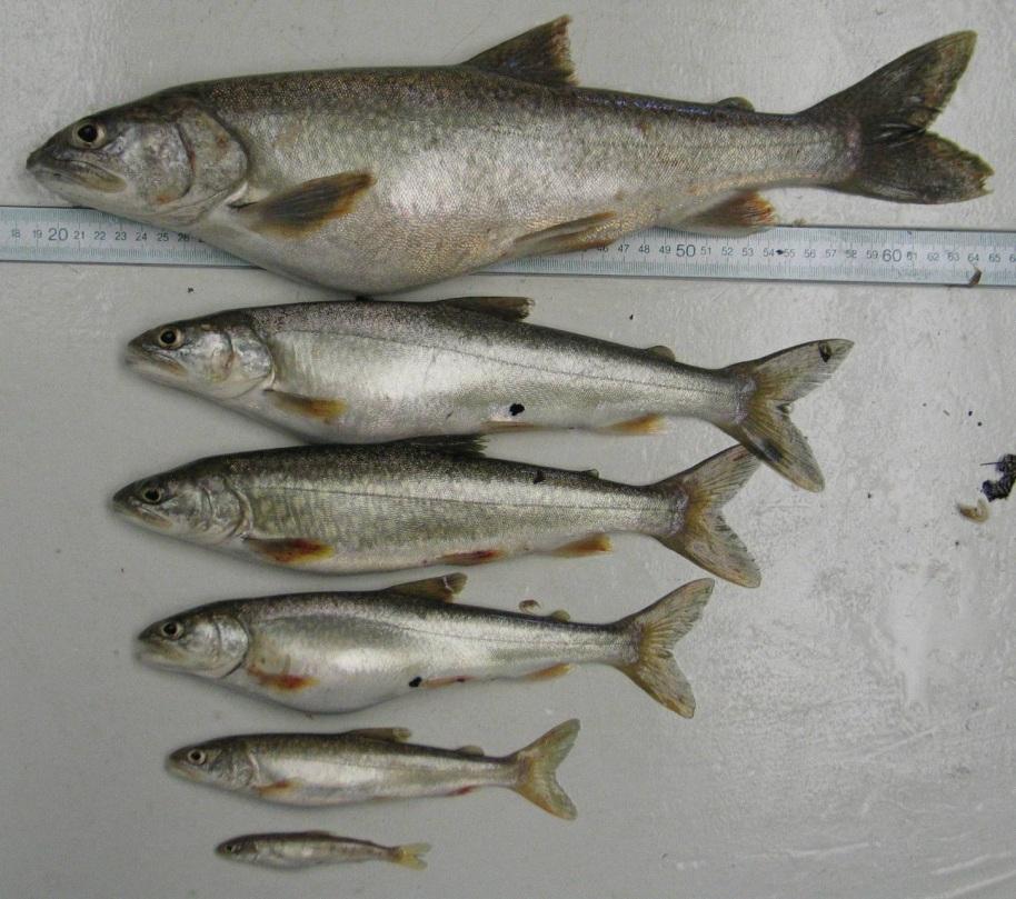 Lake Superior Success Story: Restoration of wild Lake Trout Shown are trends in mean relative density (fish/ha) of age-1 and older Lake Trout for all nearshore sampling stations in Lake Superior,