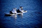 ! MOTORISED WATER-SPORTS 9:00am 6:00pm Wakeboard, Water Ski or Knee Board for Beginners Learn and