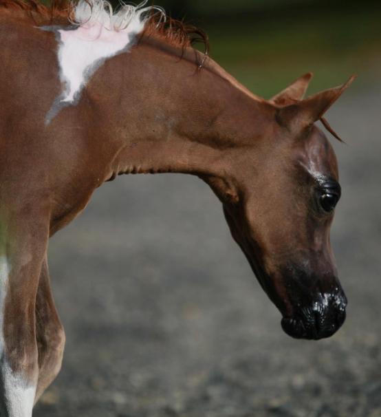 IMHR, MHAA National Futurity Nominated as well as MHAA Vic Foal Futurity Nominated