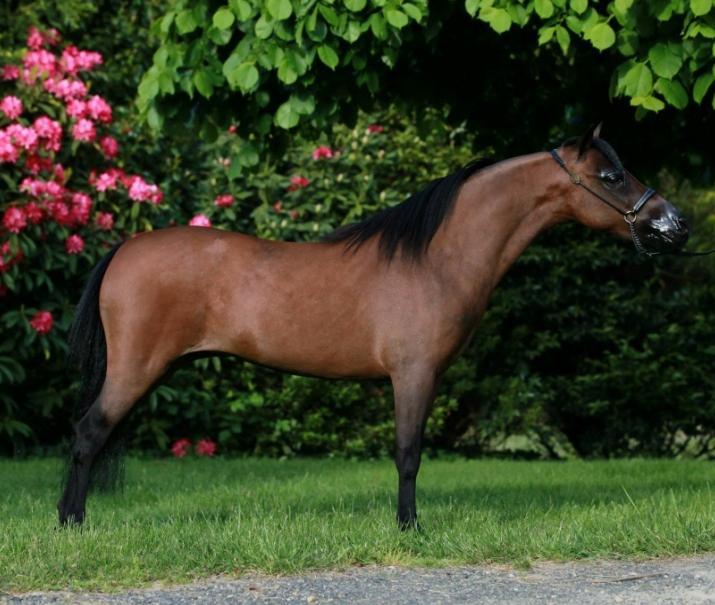 Height: MHAA 33 ¼ IMHR 33 ¾ AMHA This filly has royalty in her blood being a half