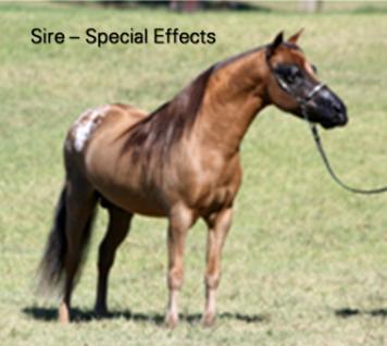 Sired by Aus Leading Mini Horse Stallion.