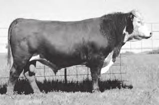 7 49 86 24 50 0.8 0.38-0.20 269Z is a top Cooper bull purchased by Holden s and we were able to secure him from them. He is a real breeding bull that sires quality calves one after another.