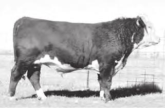 40 Hereford Reference Sires KB L1 DOMINO 504C ET BD: 03/06/2015 Reg No: 43658355 Tattoo: 504C L1 DOMINO 05516 L1 DOMINO 08469 L1 DOMINETTE 99374 HH ADVANCE 2005Z HH ADVANCE 5212R HH MISS ADVANCE