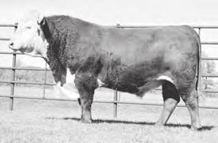 SC A 2.5 3.2 48 75 25 49 1.0 0.17 0.20 504 is a top son of 2005Z and out great dam of Distinction Legendary 7136T cow. He is long, pigmented, deep-sided and a big topped bull.