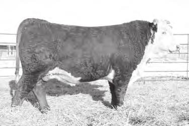 7 0.24 0.10 94 ADG: 3.3 We thought enough of 758 that we 3 5 5 used him in our own herd. He is a deep, thick, well made bull with a big set of pants on him.