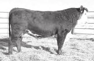 8 4.1 53 84 26 52 0.9 0.22-0.07 85 ADG: 3.2 782 is a high performance bull that 2 4 3 is solid red, very long bodied, big hipped, and moves out well. There are tremendous cows in this bull s pedigree.