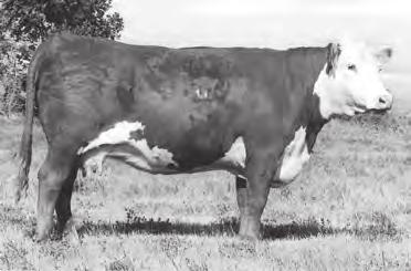 0 51 82 37 63 0.7 0.48 0.03 117 ADG: 3.0 791 is a lead bull prospect that has 3 5 5 style, thickness, pigment and depth of body.