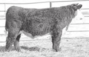 0 58 94 21 50 1.2 0.33 0.16 96 ADG: 3.4 831 is an upstanding, smooth shouldered, calving ease prospect.