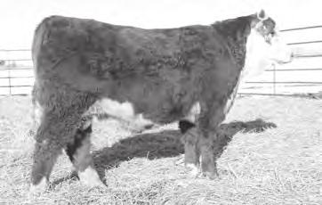 We really want to own his powerful mother 2143 who is out of the $30,000 9136 cow who goes back to the legendary 475P cow. 2143 has a weaning ratio of 109.8, a ribeye ratio of 106.