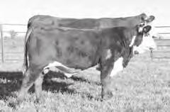 25 0.05 89 ADG: 3.3 852 is a deep, correct, well made bull 4 4 4 out of the calving ease and maternal 9027W bull and the 4152 donor.