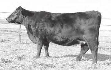 17 +13-1.0 +44 +74 +0.38 +24 Bred Angus Cows +49.08 +19.64 +83.62 Amdahl Miss Hickok 560 is a moderate Hickok 7242 daughter that is extremely well-made and feminine.