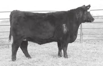 Her dam, Amdahl Miss 031 is an extremely easy fleshing and highly productive OCC Prototype daughter. 560 is a half sister to Amdahl Erica Hickok 544 which is the number one EPD cow in the breed.