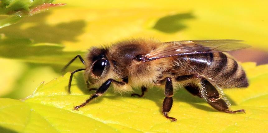 Big bumblebees flap their wings at about 130 flaps per second, and