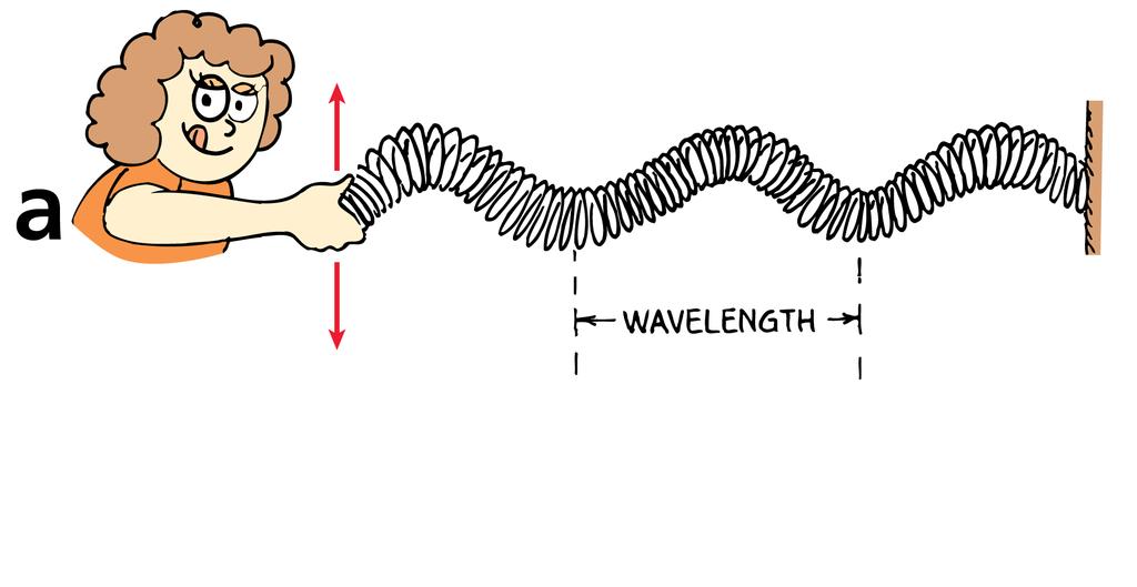 25.6 Longitudinal Waves Both transverse and longitudinal waves can be demonstrated with a loosely